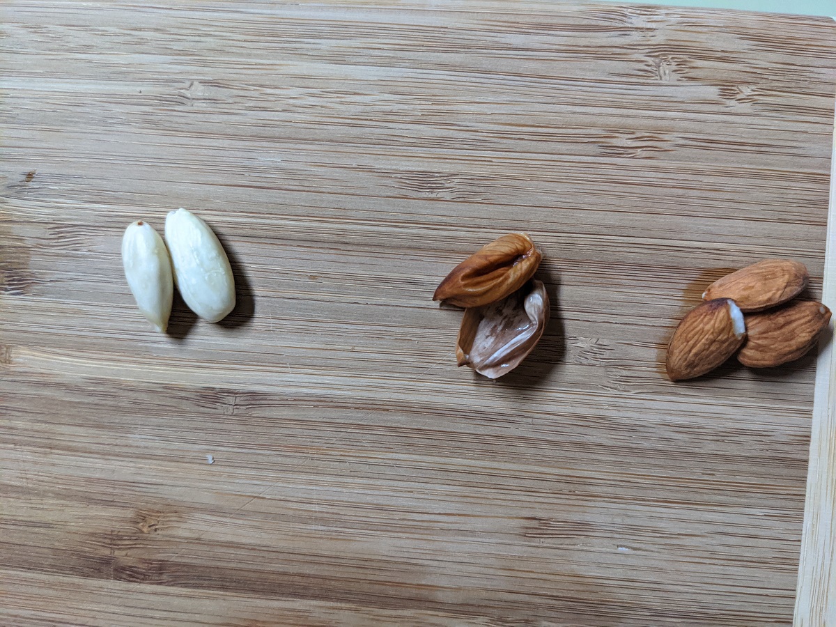 Row of almonds, peels, and blanched almonds