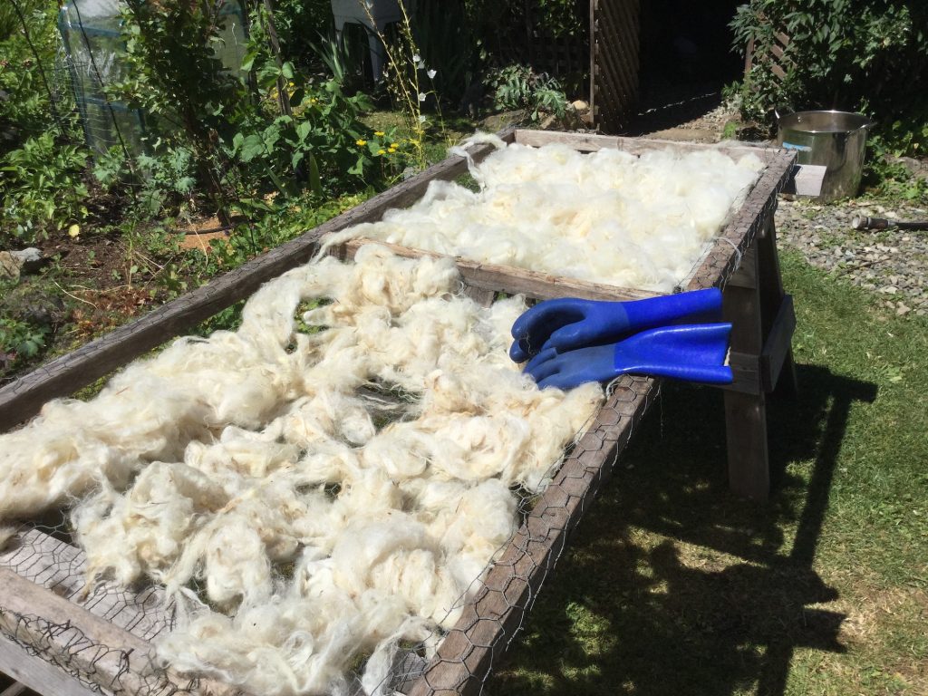 white fleece drying in the sun on a wood framed screen of chicken wire. Blue rubber gloves resting on one edge.