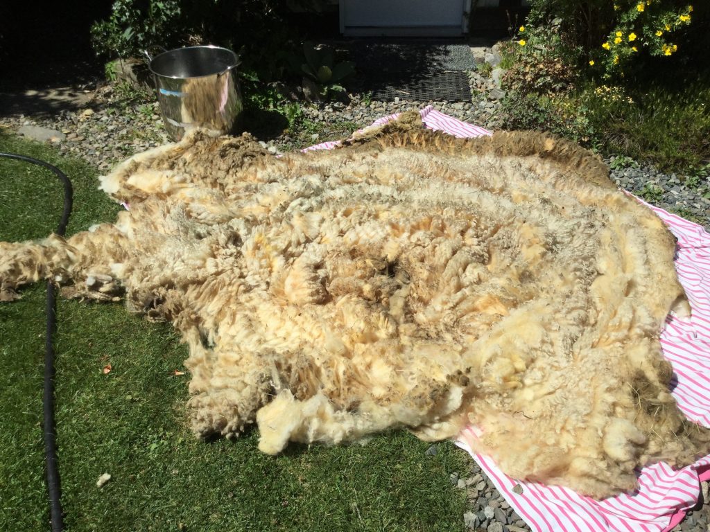 Dirty white fleece spread out on queen size flat sheet, outside on the lawn